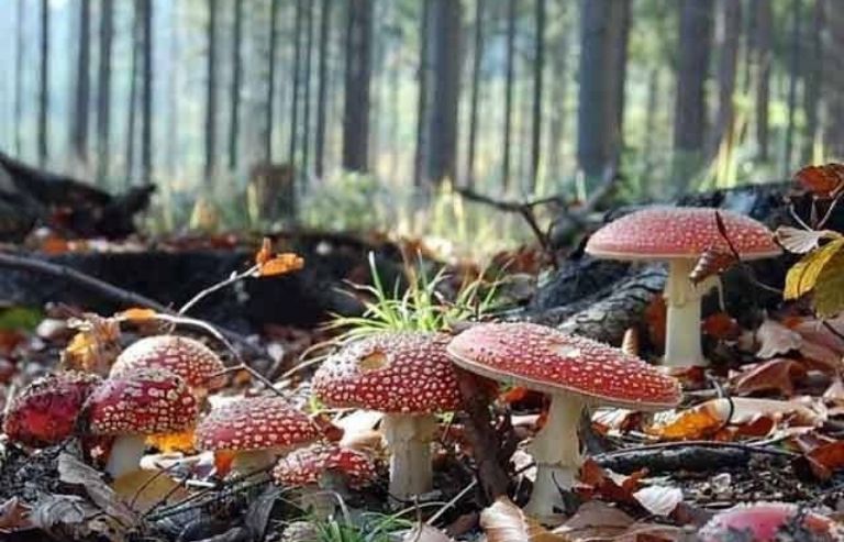 Red mushrooms
